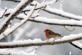 Bird_in_Snow